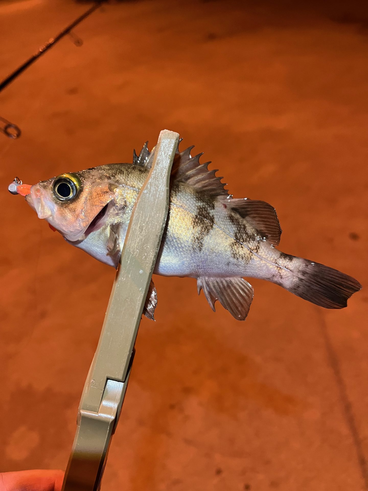 ブルーカレントⅢ 74でメバリング【明石西部】 | madaoもアジング