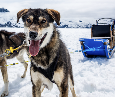 Mendenhall Glacier Dog Sledding & Helicopter Tour | Alaska Shore