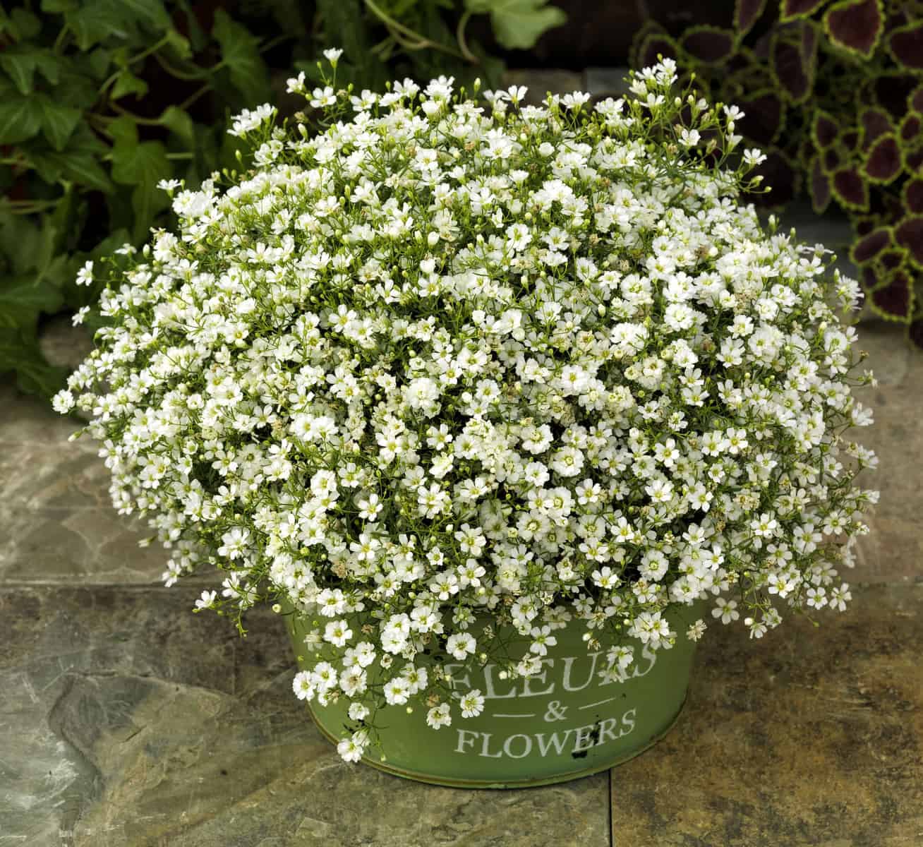 Gypsophila Gypsy White Improved