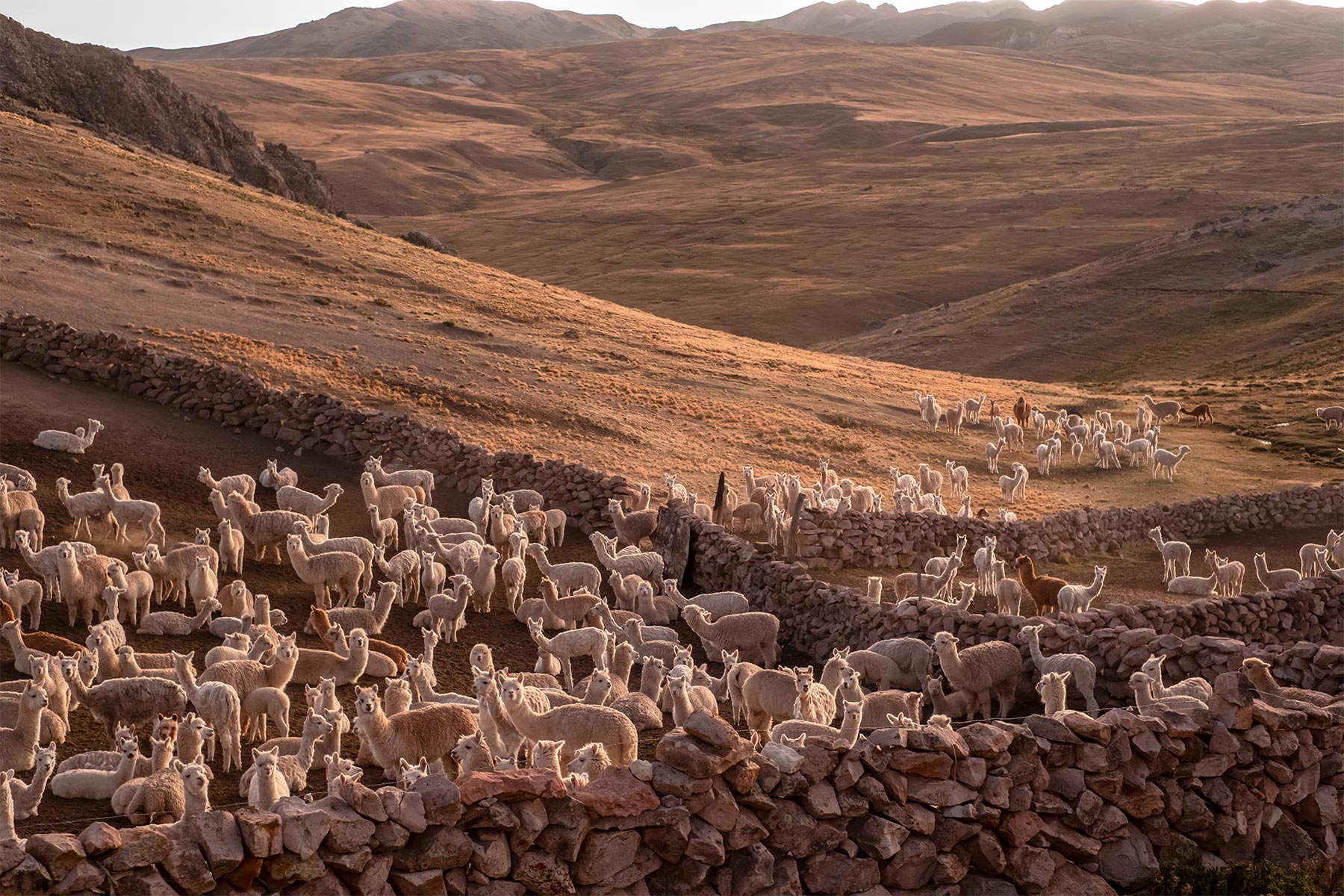 アルパカブランケットとスロー| Alpaka