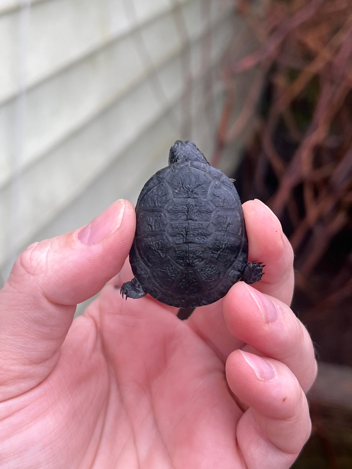 African Mud Turtle Babies For Sale | American Reptile Distributors