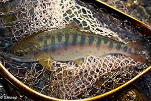 RIZAS（ライザス） ショアジグロッド ライザス ショアジギング 1063M