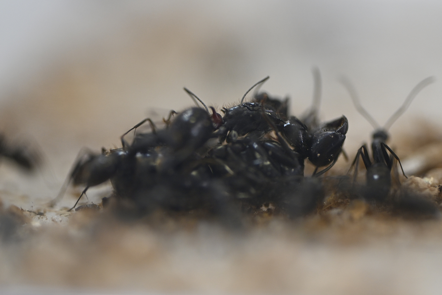 9月 | 2024 | anttech.jp