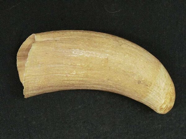 杉並区にてマッコウクジラの歯を買取させて頂きました。 | 骨董品の