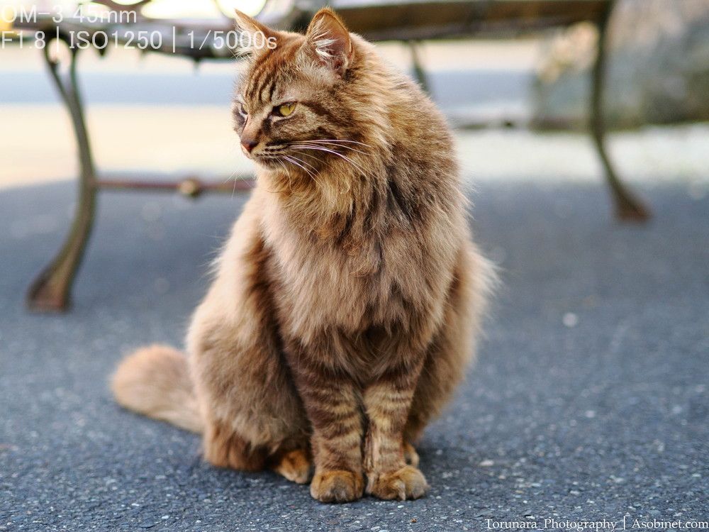 M.ZUIKO DIGITAL 45mm F1.8 レンズレビューVol.5 ボケ編 - とるなら