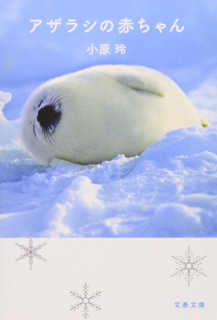 ふわふわ真っ白！『アザラシの赤ちゃん』究極のラブリー写真集 - 朝時間.jp