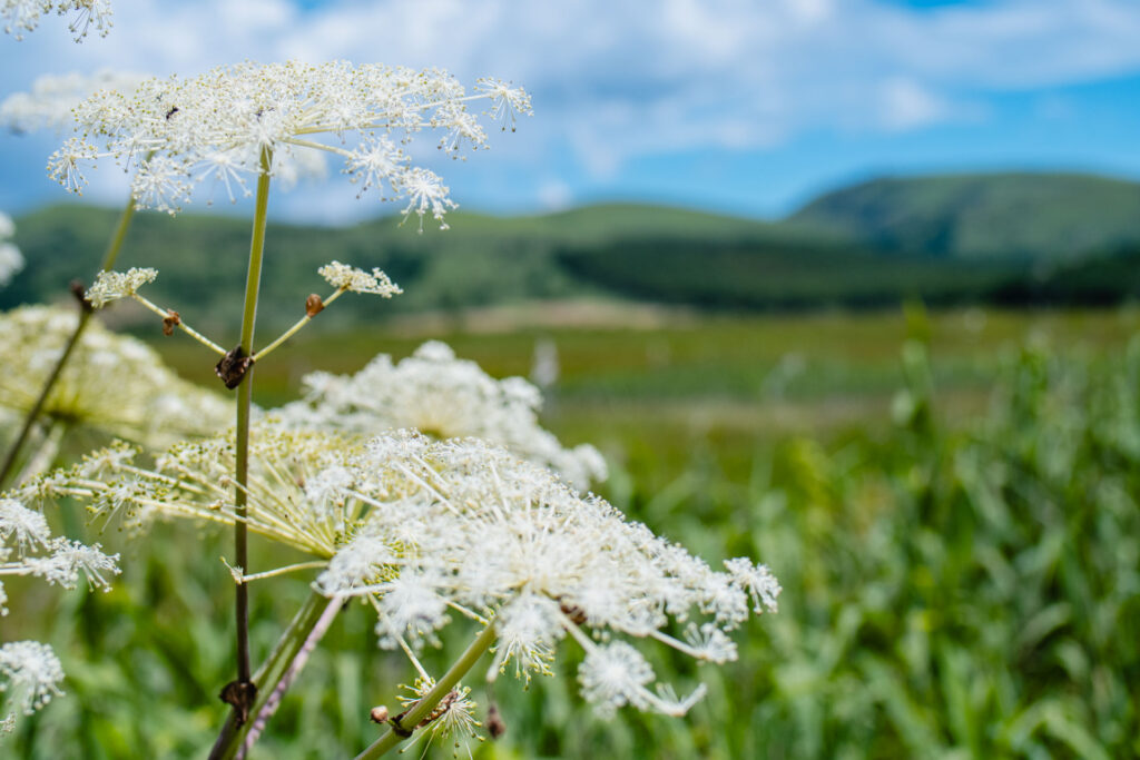 八島湿原（霧ヶ峰）｜高原に広がる神秘の湿原と季節の花々 – アサマde