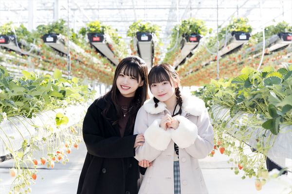 ニアジョイ・市原愛弓と山野愛月が常磐道を通って茨城の空中イチゴ狩り