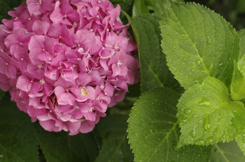 交換レンズ実写ギャラリー：smc PENTAX-DA 50mm F1.8 - デジカメ Watch