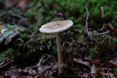 特別企画：【世界初・世界最大15倍ズーム記念】タムロン「AF 18-270mm