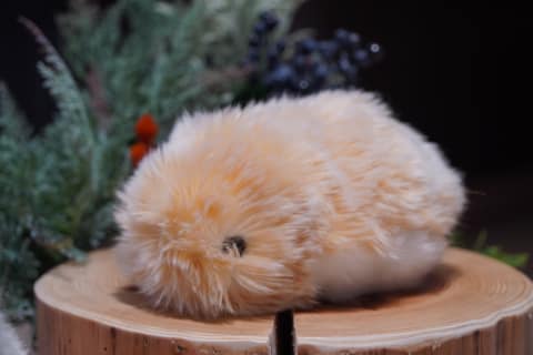 カシオ、400万通りの個性を持つAIペットロボット「モフリン