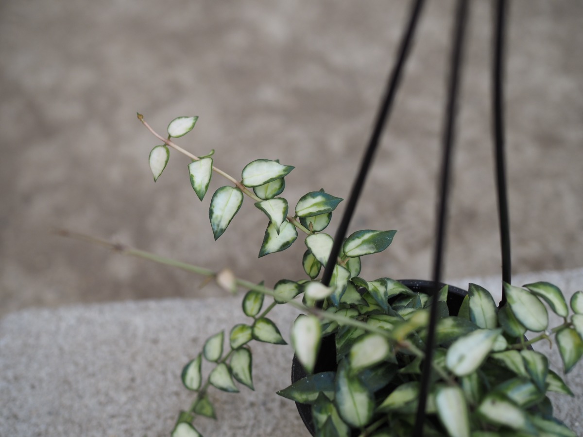 ホヤ・ラクラーサブルーノ_3号吊り鉢 | SHELF