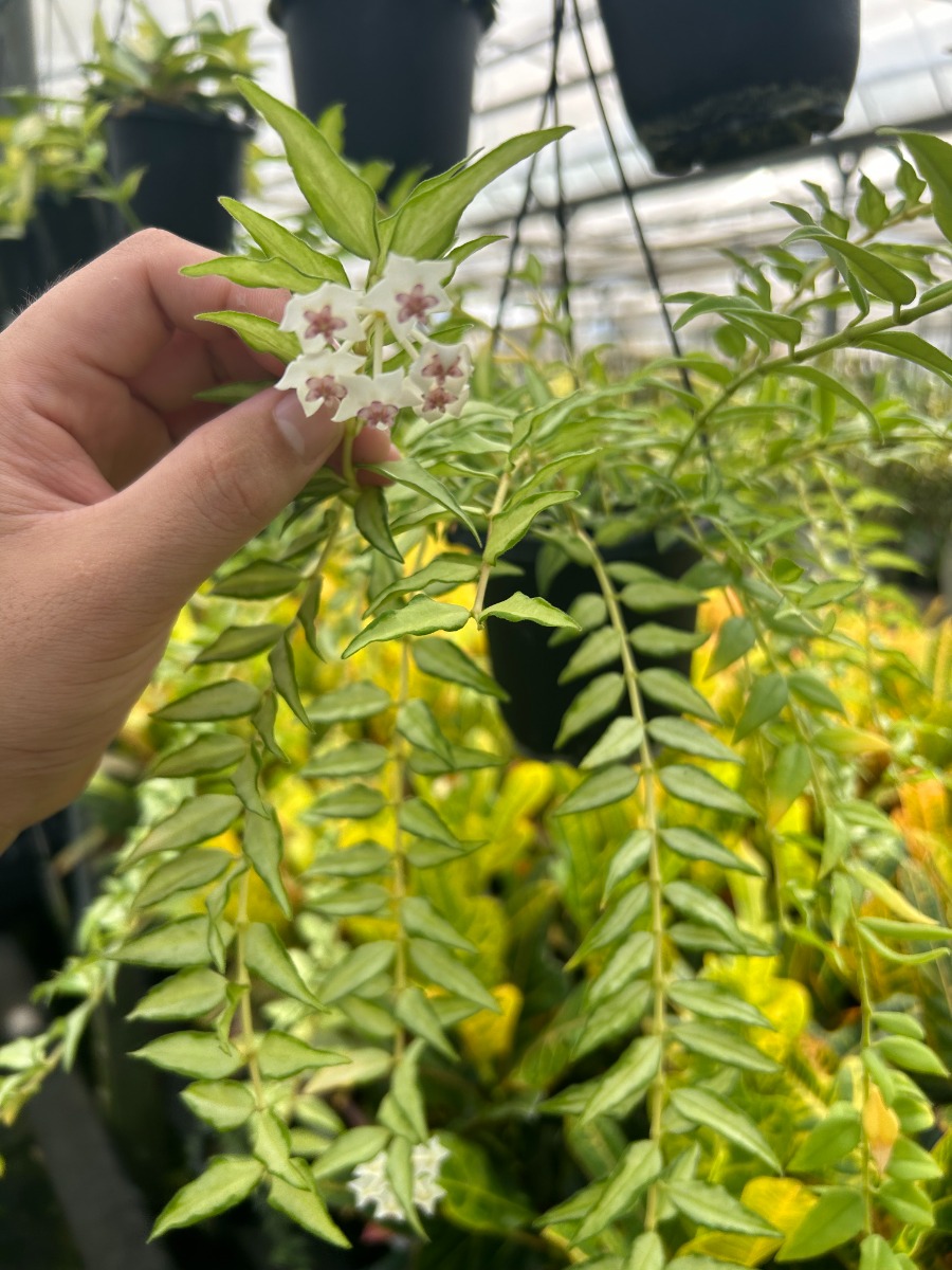 限定3個】ホヤ・ベラルイスボイス_3号吊り鉢 | SHELF