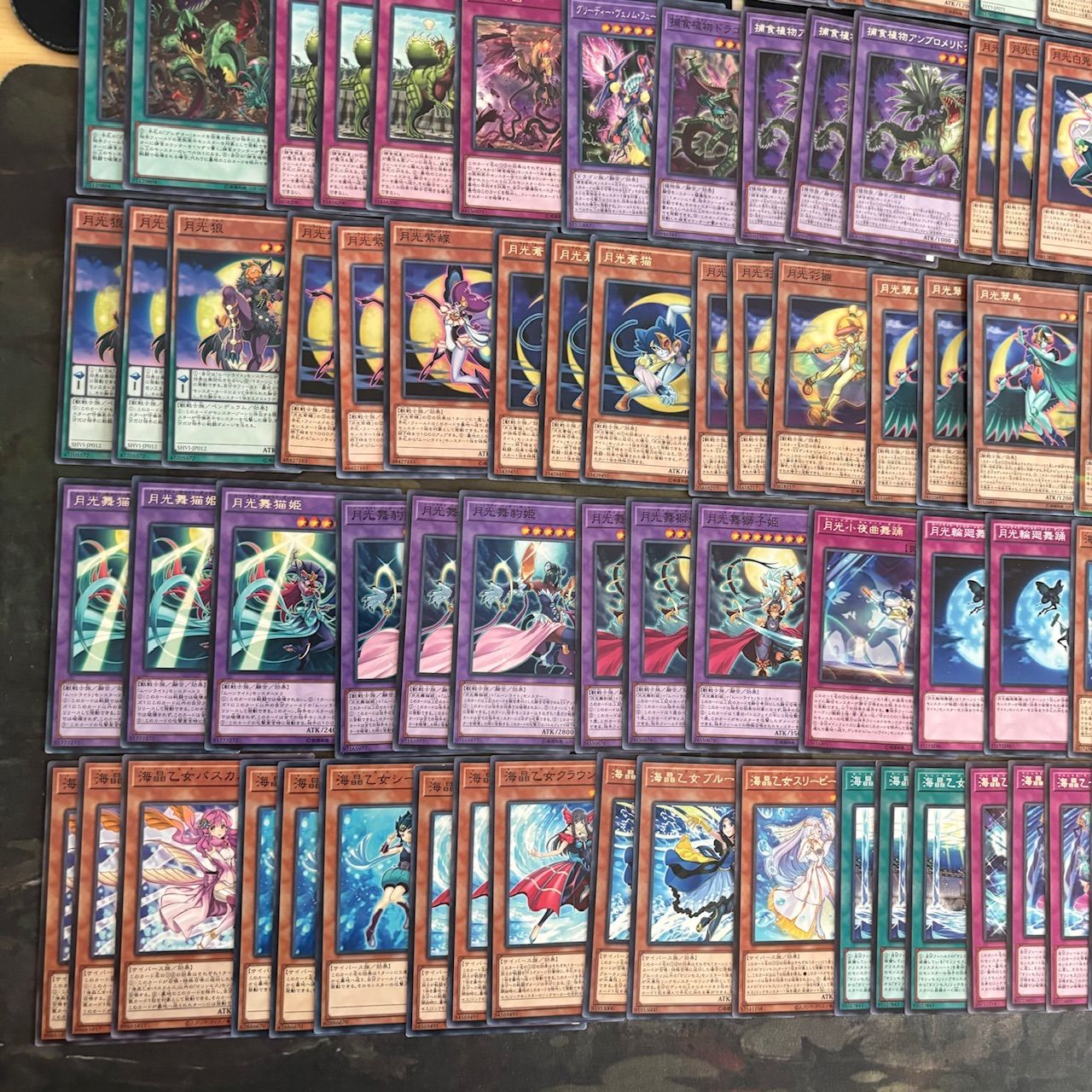 遊戯王デッキ 捕食植物デッキ ガチ構築 【公式通販】