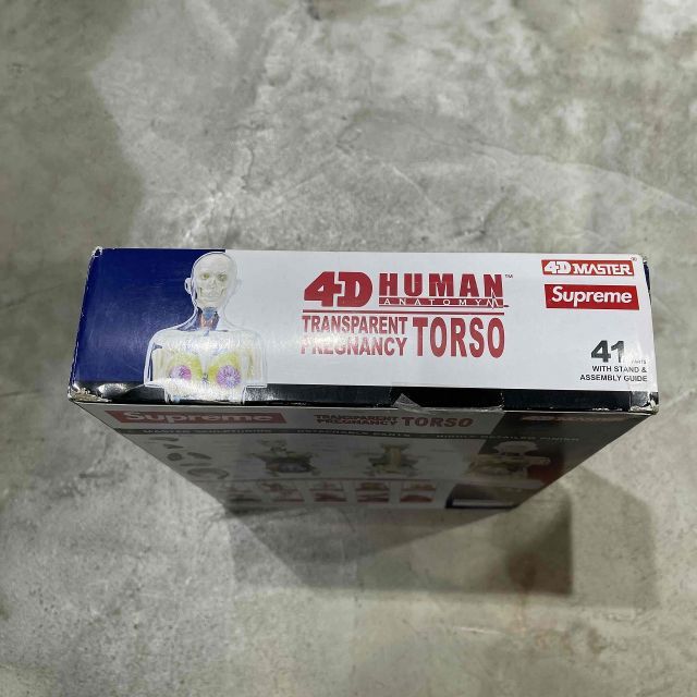 Supreme 18aw Male and Female Anatomy Model 