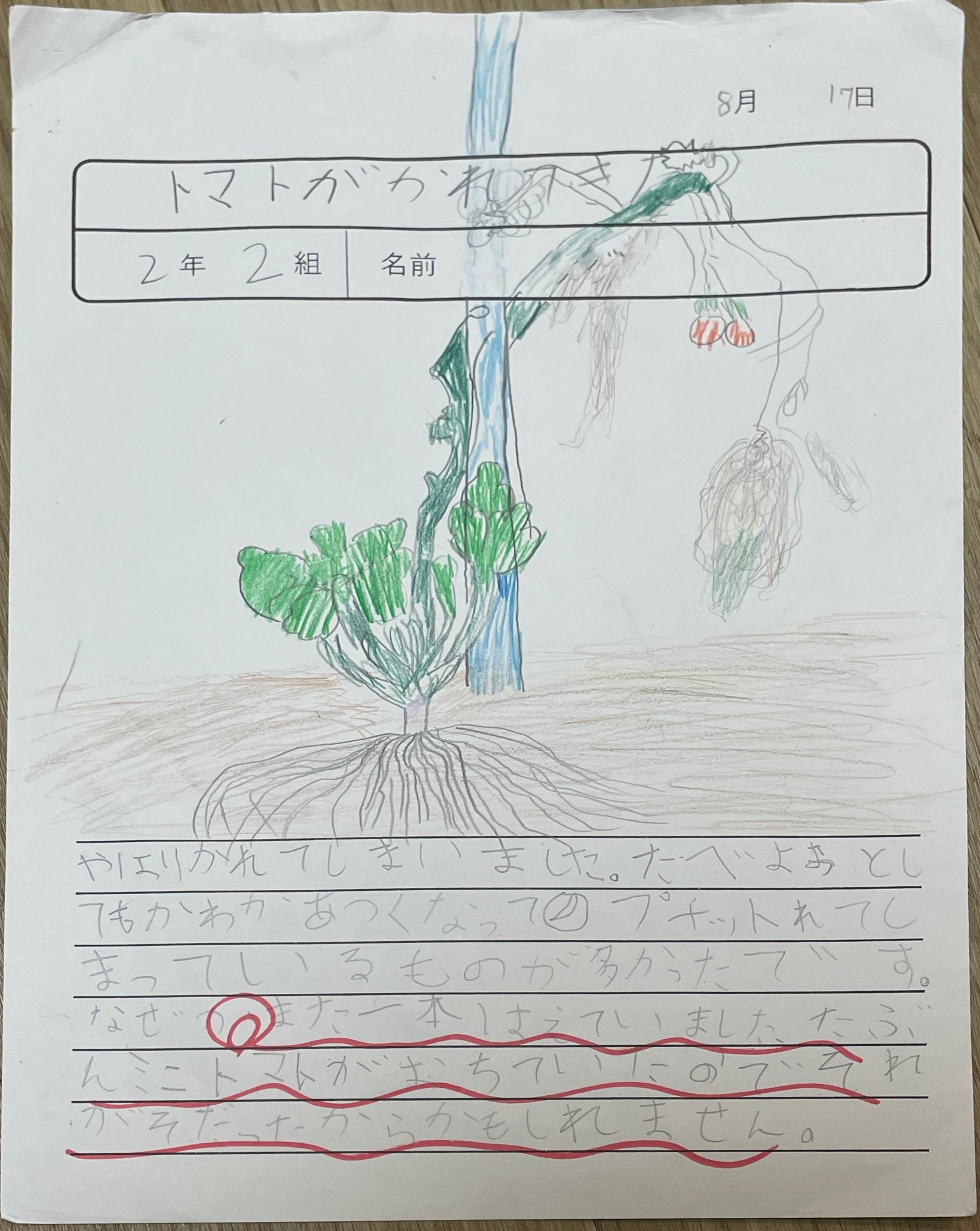 らんまん】のモデル『牧野富太郎』が描いた植物画と、息子が描いた植物