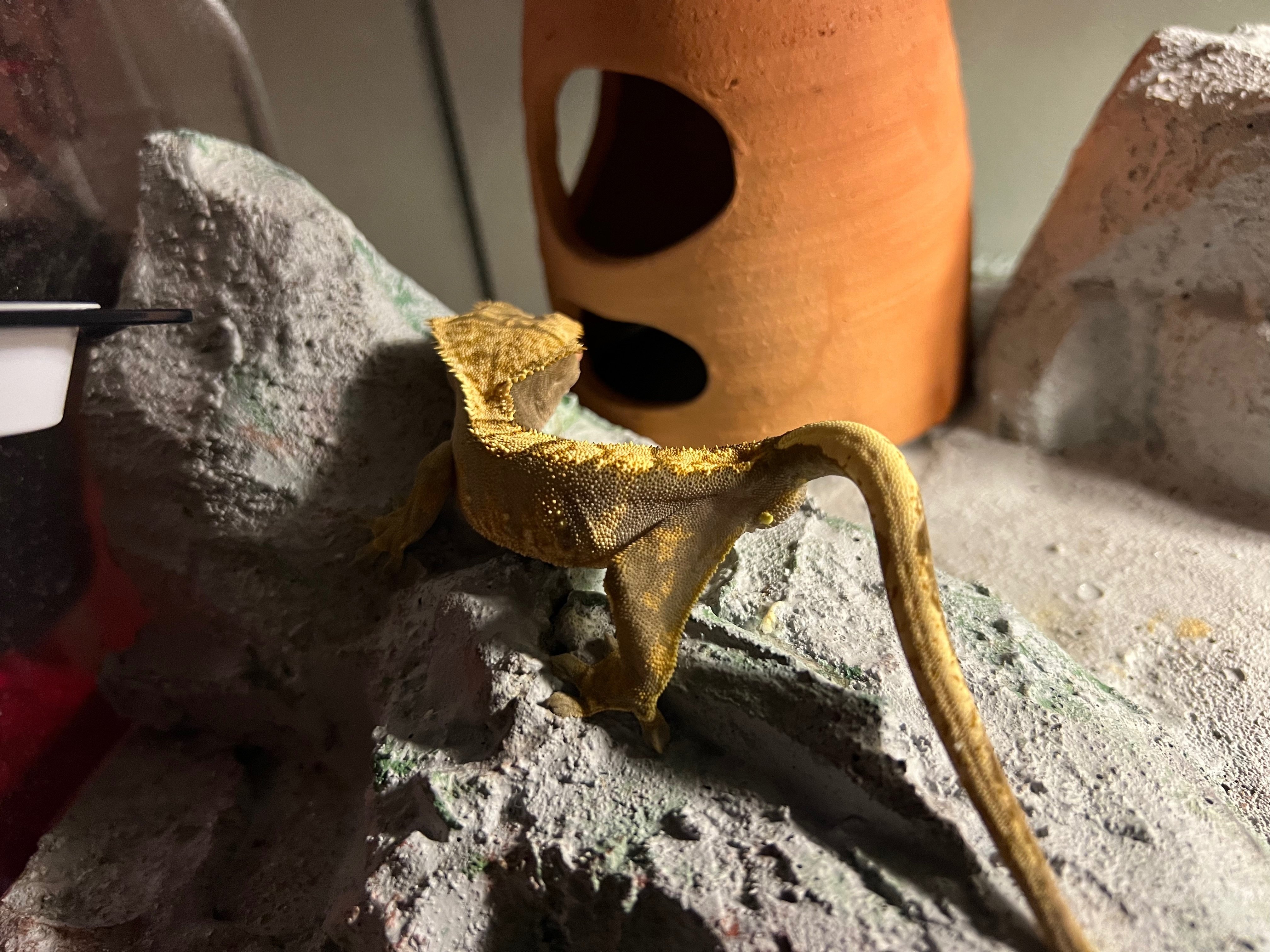 クレステッドゲッコーのケージレイアウト制作1｜kzabi