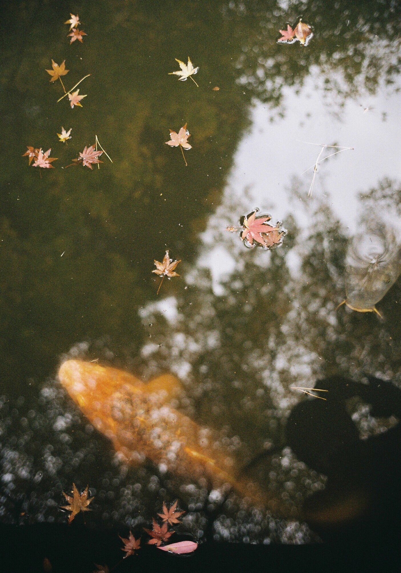 LEICA M4】これまでのスナップ｜Yoshimin📸(ライカスキー)