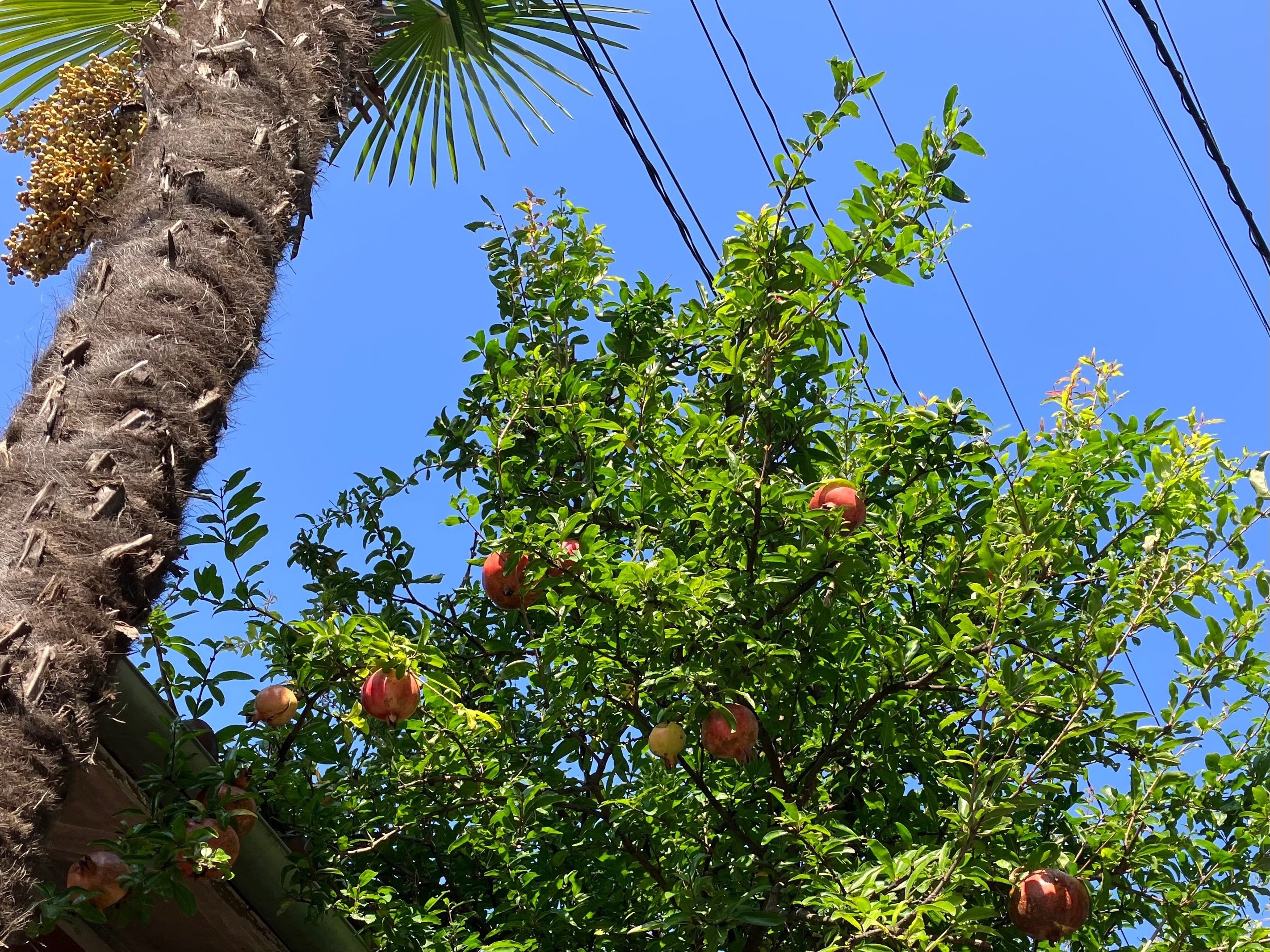 柘榴（再）｜西野圭果♡