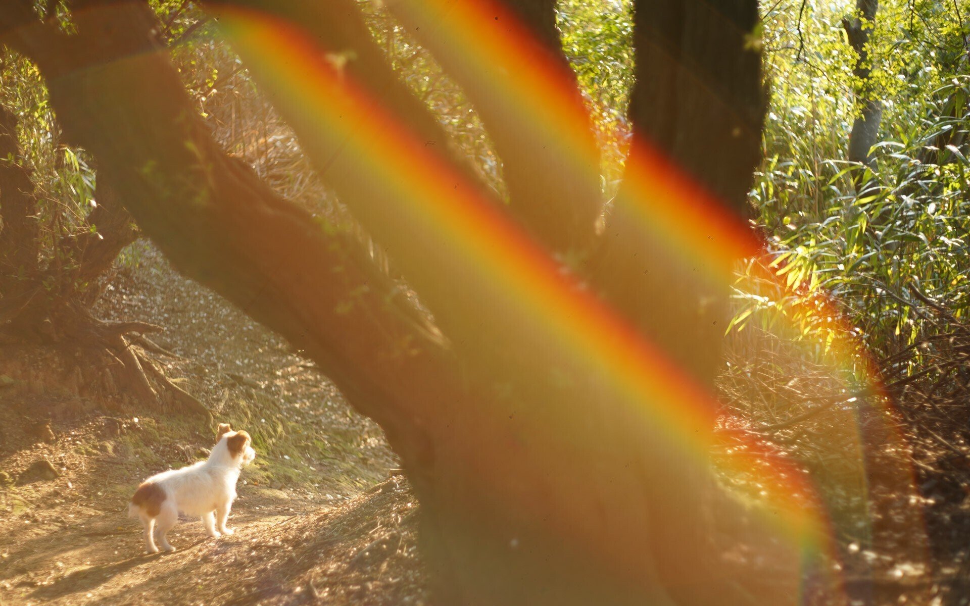 ペンタックス Super Takumar 55mm F1.8は、目に見えない光を写すレンズ