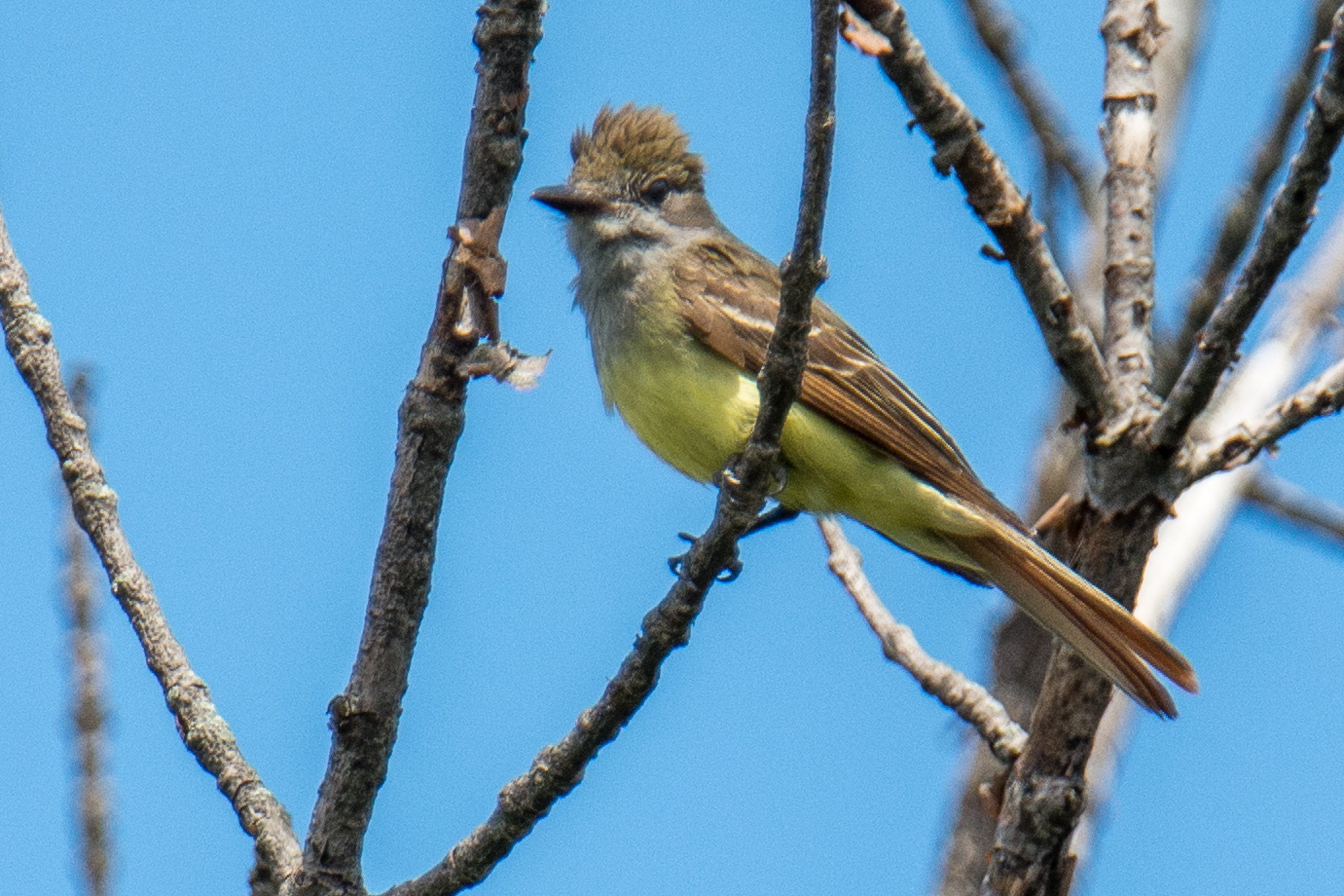 シカゴでバードウォッチング！】 Great Crested Flycatcher オオヒタキ
