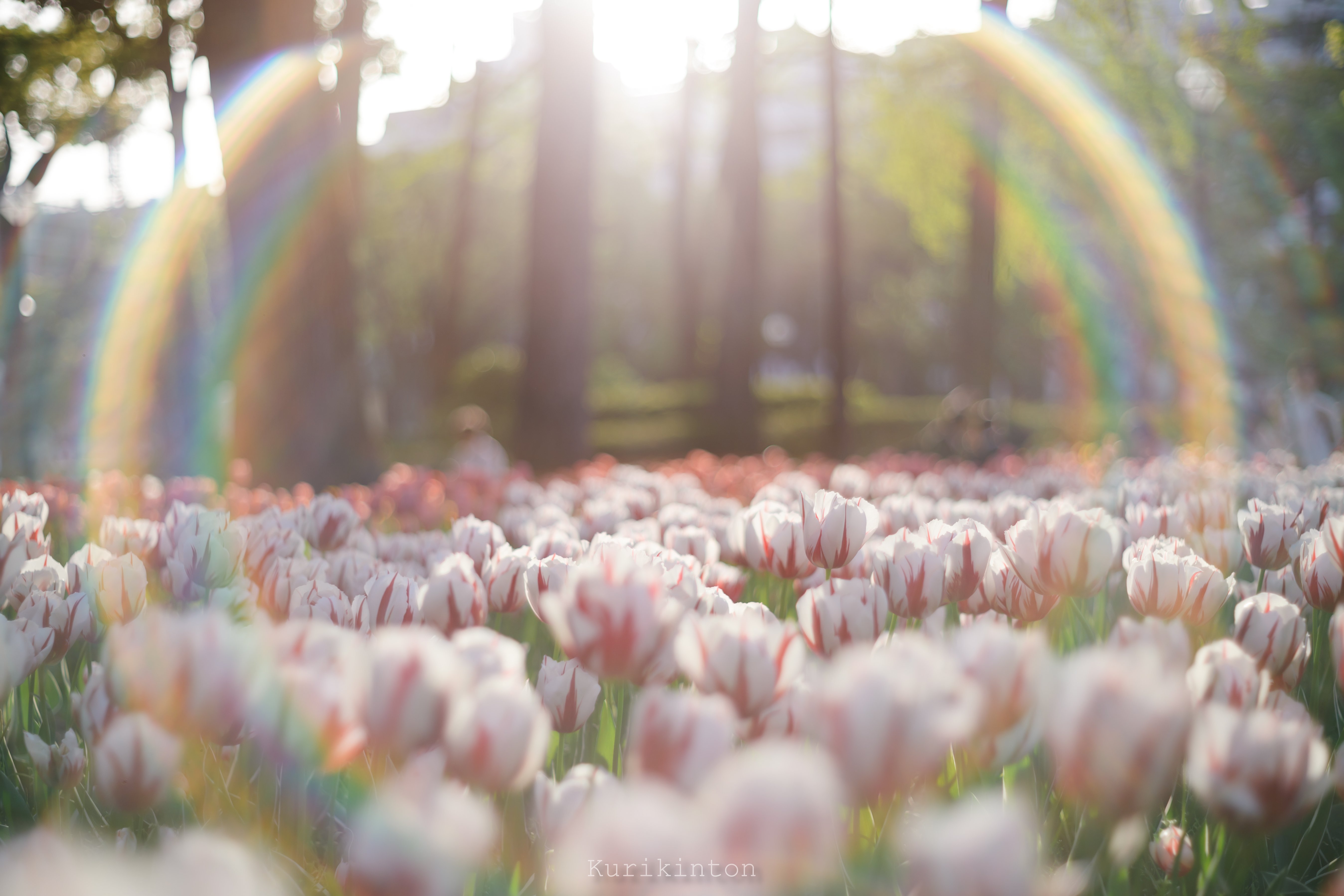 🌈虹のフレア祭り🌈：Super-Takumar 55mm f1.8｜栗きんとん