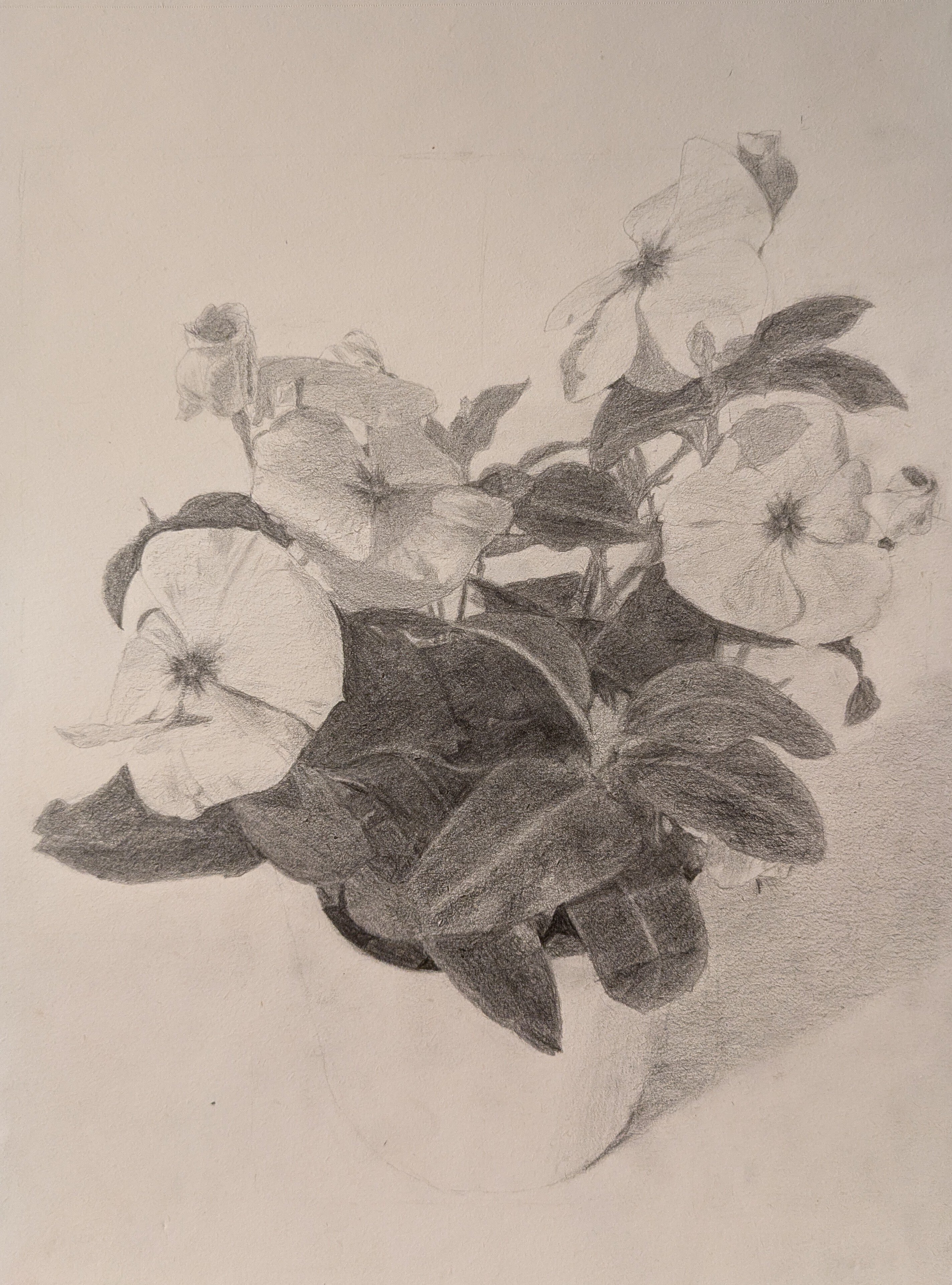 デッサン31回目（花の鉢16回目）｜えのべん