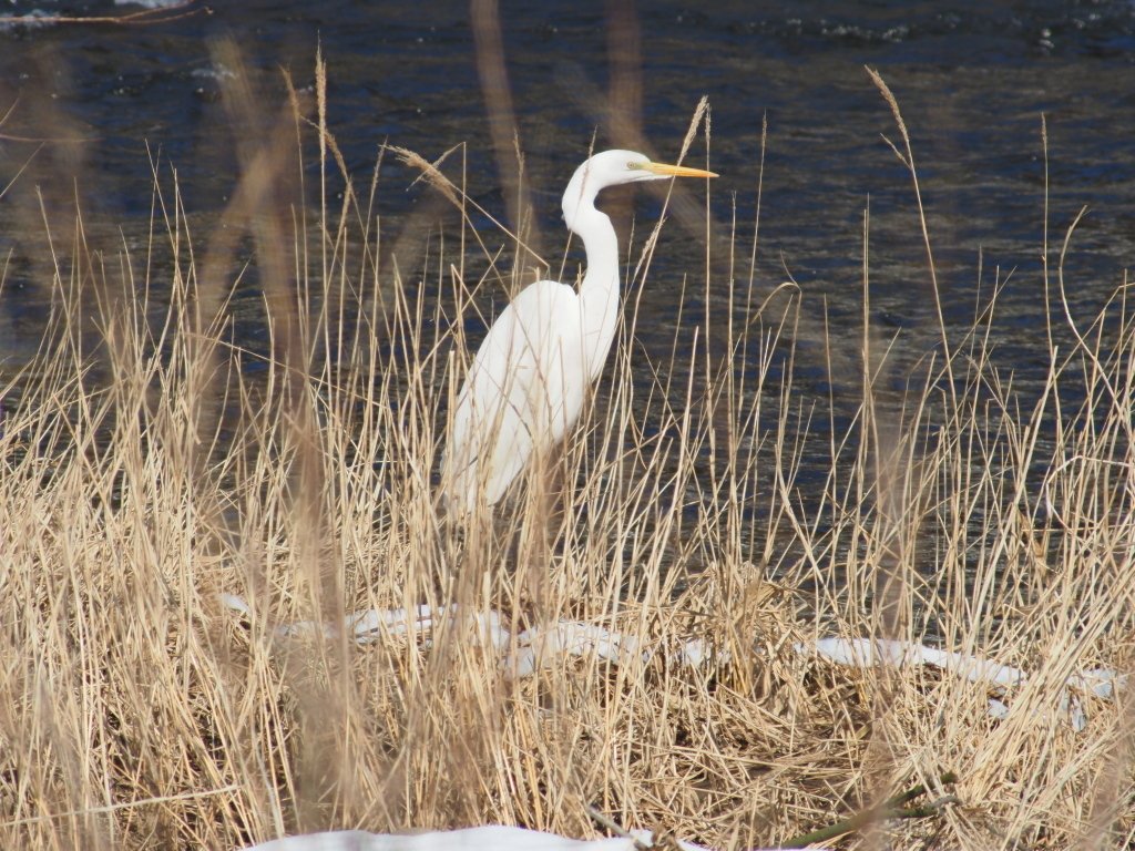 レンズ沼の歩き方」オリンパス ZUIKO AUTO-ZOOM 50-250mm F5｜saphirinus