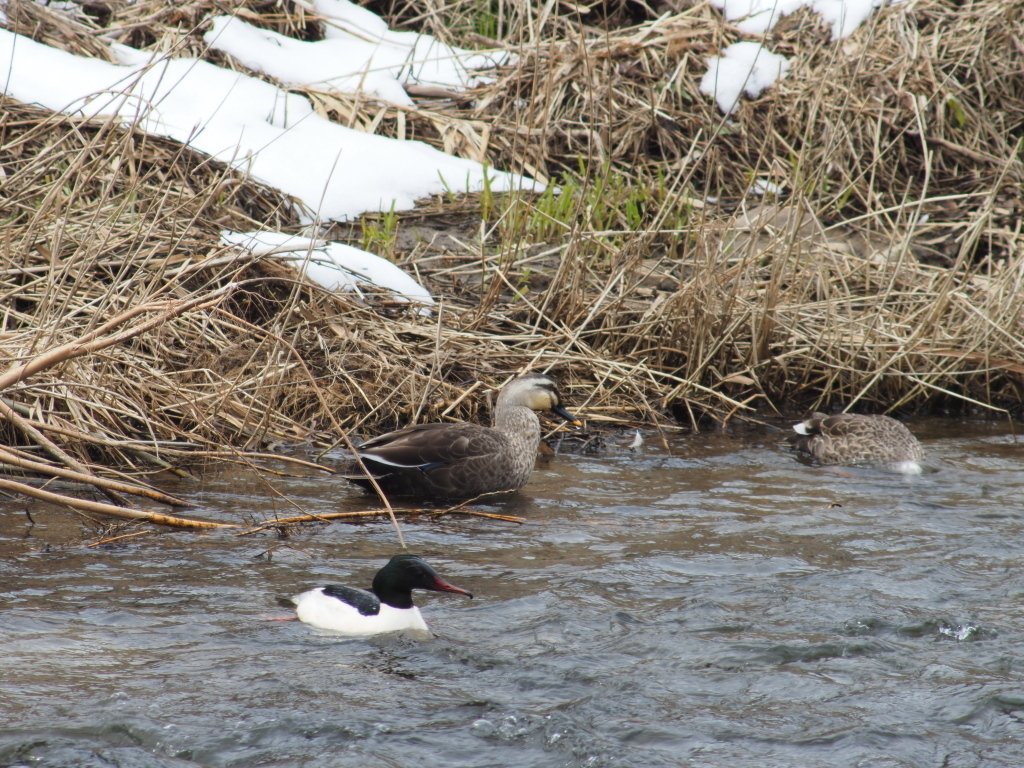 レンズ沼の歩き方」オリンパス ZUIKO AUTO-ZOOM 50-250mm F5｜saphirinus