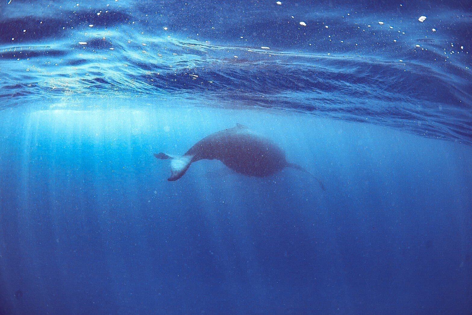 海の中でクジラを見る夢のような空間｜なお