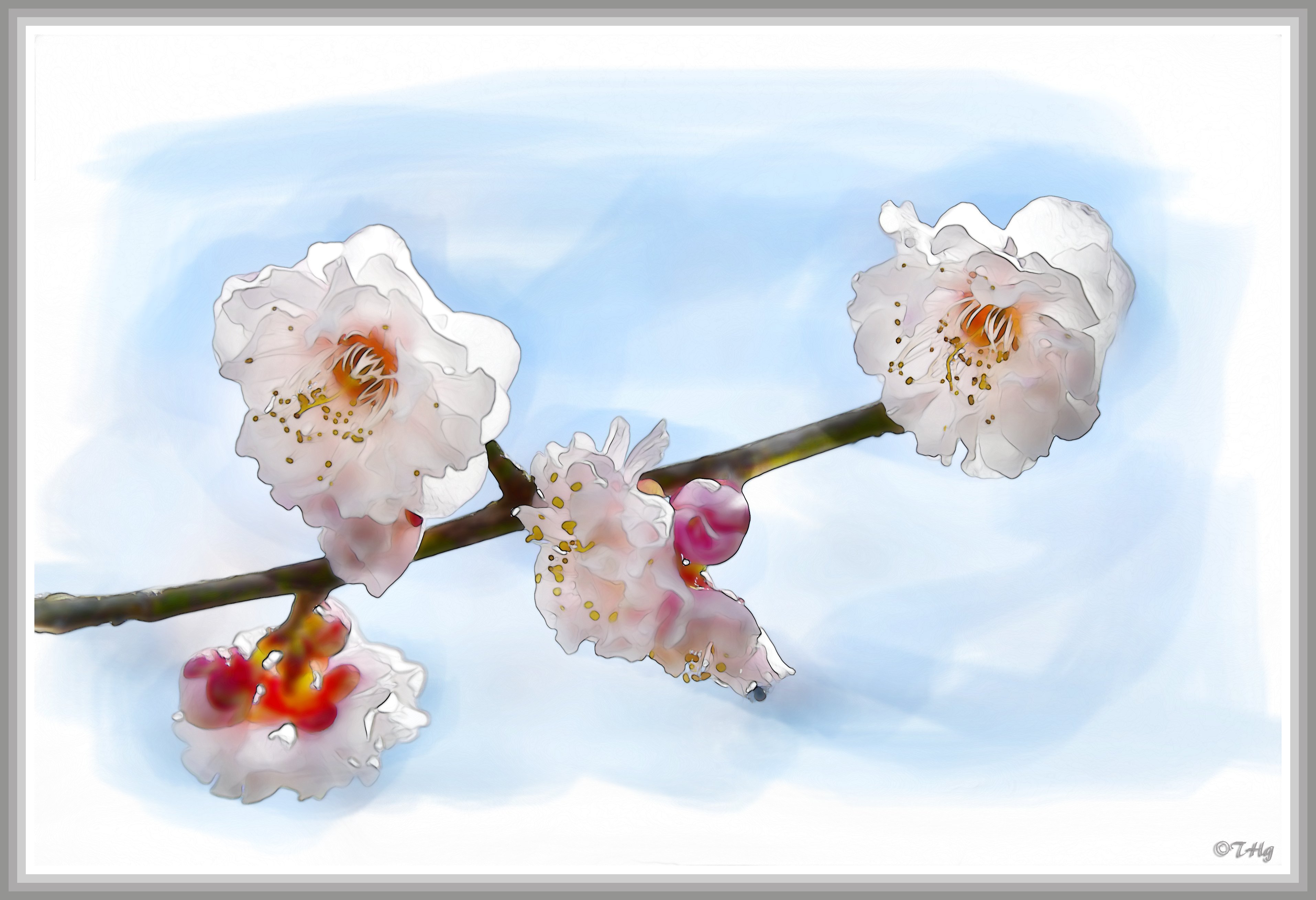 梅の花（水彩画風）｜taka