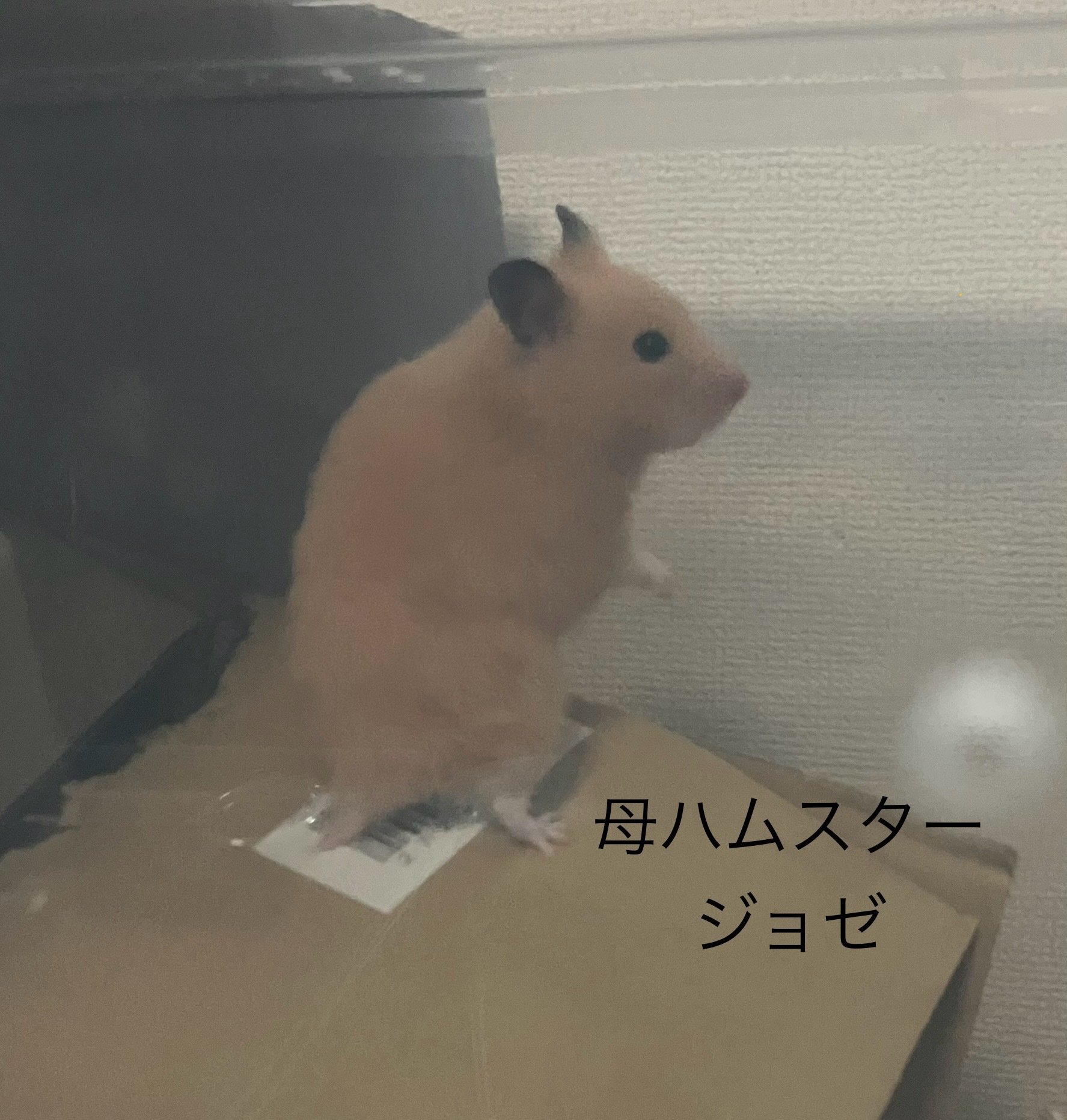 ハムスターの里親、赤ちゃん全員お迎えいただけそうです。更新終了