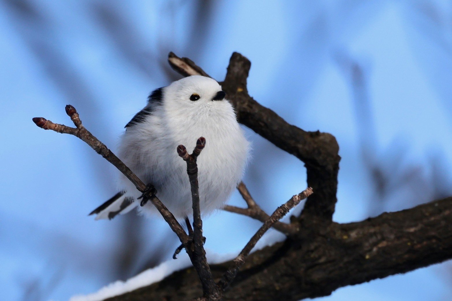 近くの公園にシマエナガ｜on