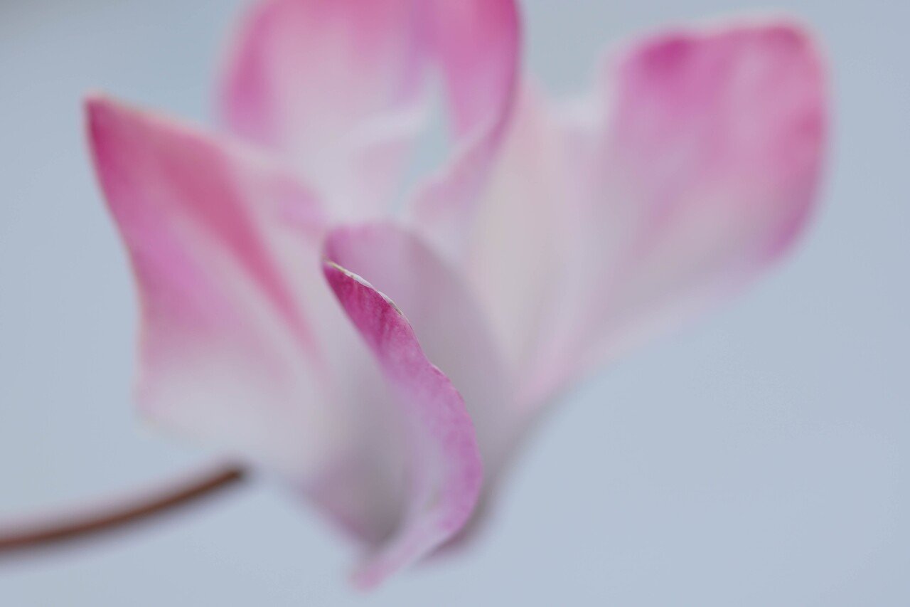 こんなの持ってたんだ OLYMPUS ZUIKO MACRO 135mm 1:4.5 + α6400｜at.k