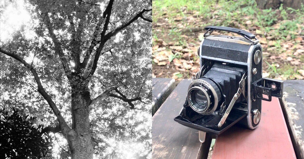 中判フィルムで撮る樹木, Ikonta 520｜光画日々想