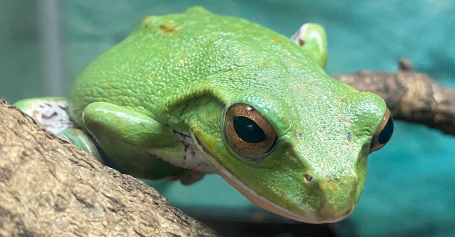 越前松島水族館でたくさんのカエルに会う｜Noriaki Kawanishi