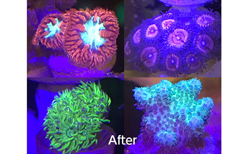 フラッシュライト|ZOOX｜MMC企画 レッドシー事業部