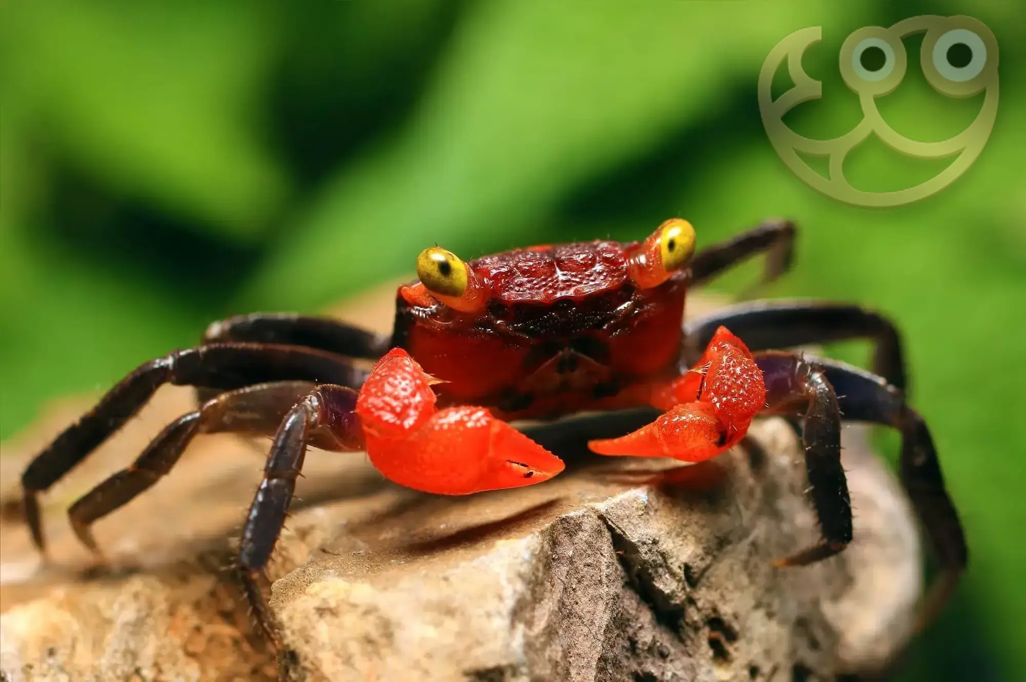 Red Devil Crab - Geosesarma Hagen Crab Profile & Care Guide