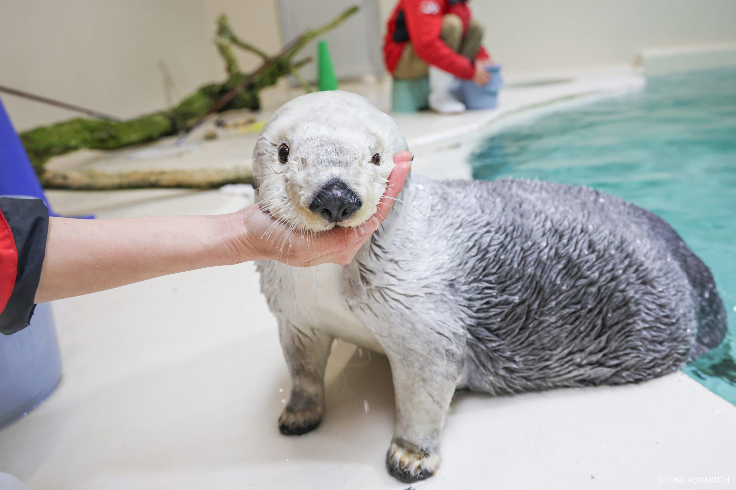 メイちゃんのお顔は本当に小さいのか | 鳥羽水族館 飼育日記