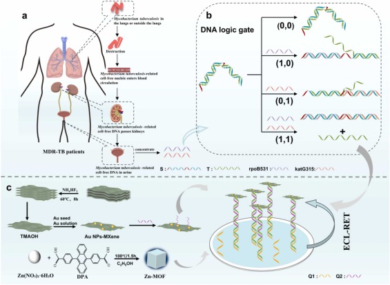 A DNA logic gate-regulated ECL biosensor for detecting cfDNA from