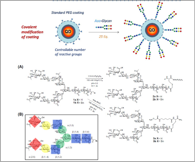 A brief insight to the role of glyconanotechnology in modern day