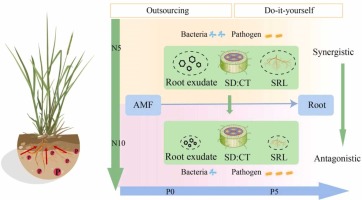 Mechanisms of phosphorus acquisition through shifts in root