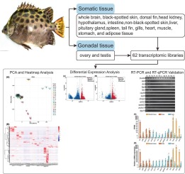 Comprehensive transcriptome analysis of somatic and gonadal