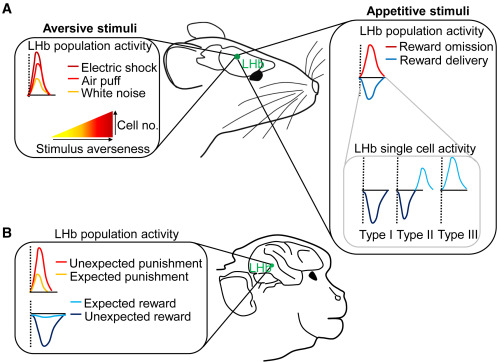 The lateral habenula: A hub for value-guided behavior - ScienceDirect