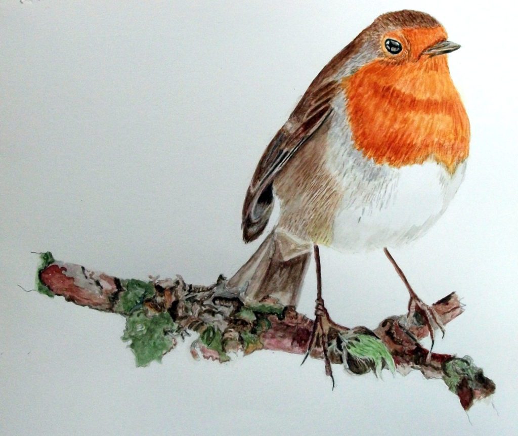 初心者が描くロビンの水彩画 (鳥) - 透明水彩で描く細密画 | Art JP