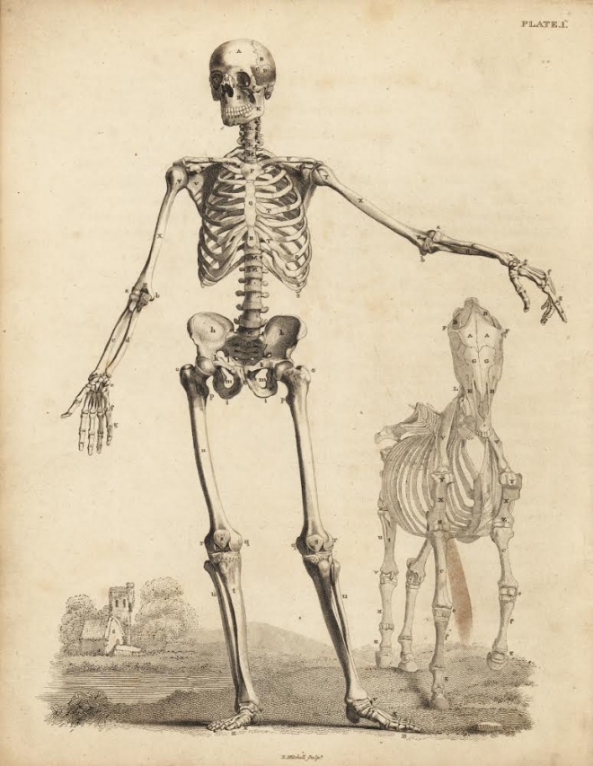 展示・販売のご紹介 | 19世紀までの博物画・ボタニカルアート展