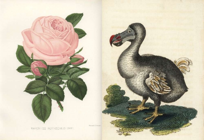 博物画・ボタニカルアート展 | LOGOS GALLERY | パルコアート.com