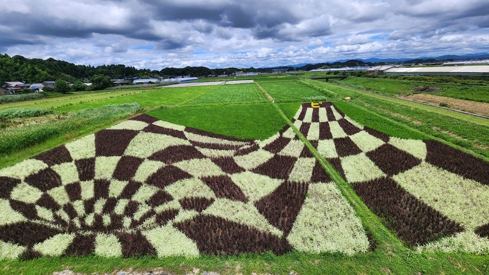 田んぼアート】⑤東海編 トリックアートの富士山は画期的 完成度の高い