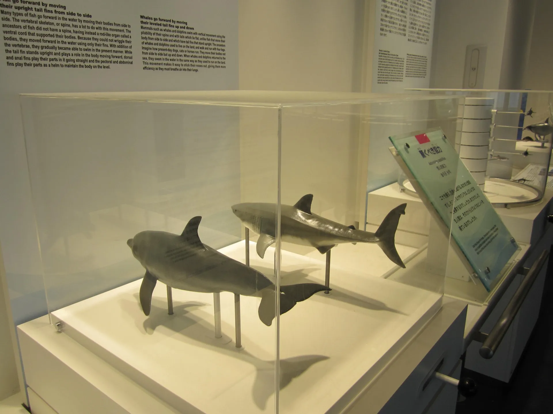 イルカ、FRP造形、塗装 | 制作事例 | 大阪の造形ならアート工房Dekunobou