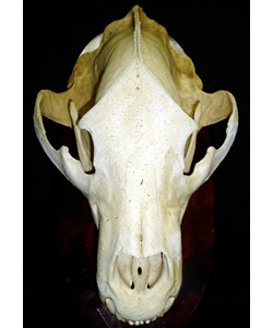 骨標本 | 角・骨標本 | 剥製の製作・直売・レンタル・修理なら剥製専門